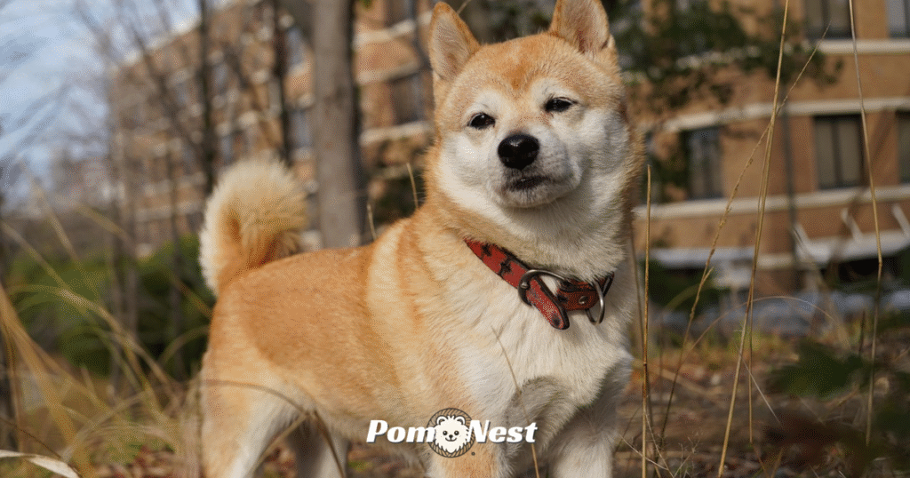 A Shiba Inu and Pomeranian Mix dog standing upright and looking forward with alert eyes and a fluffy coat.