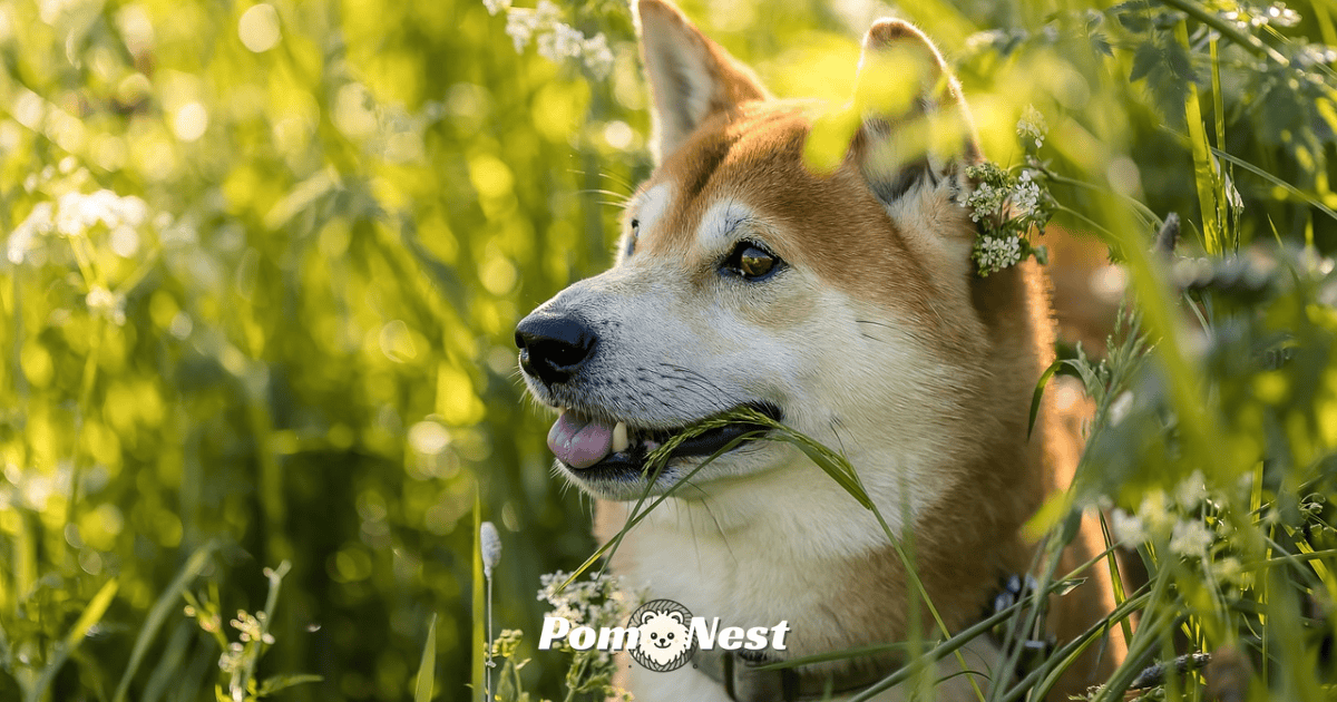 A Shiba Inu and Pomeranian mix dog standing on grass with its fluffy coat and fox-like face, showcasing the unique appearance of this designer hybrid breed.