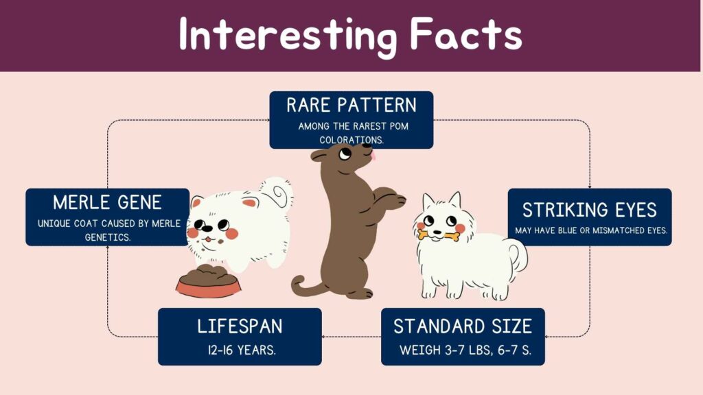 Interesting facts about blue merle pomeranian.