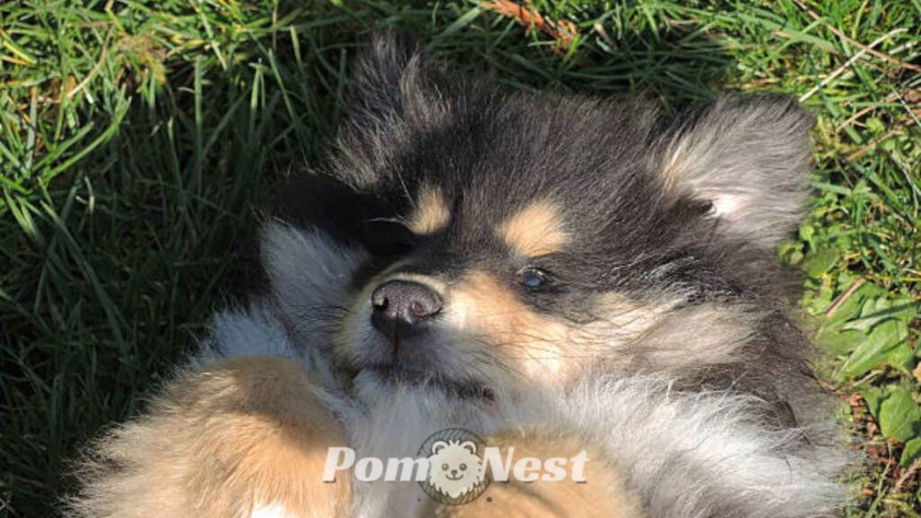Blue merle Pomeranian lying on the grass.