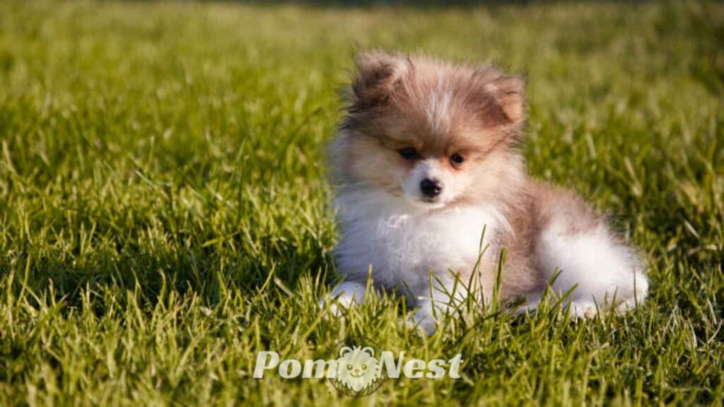 Blue merle Pomeranian on the grass.