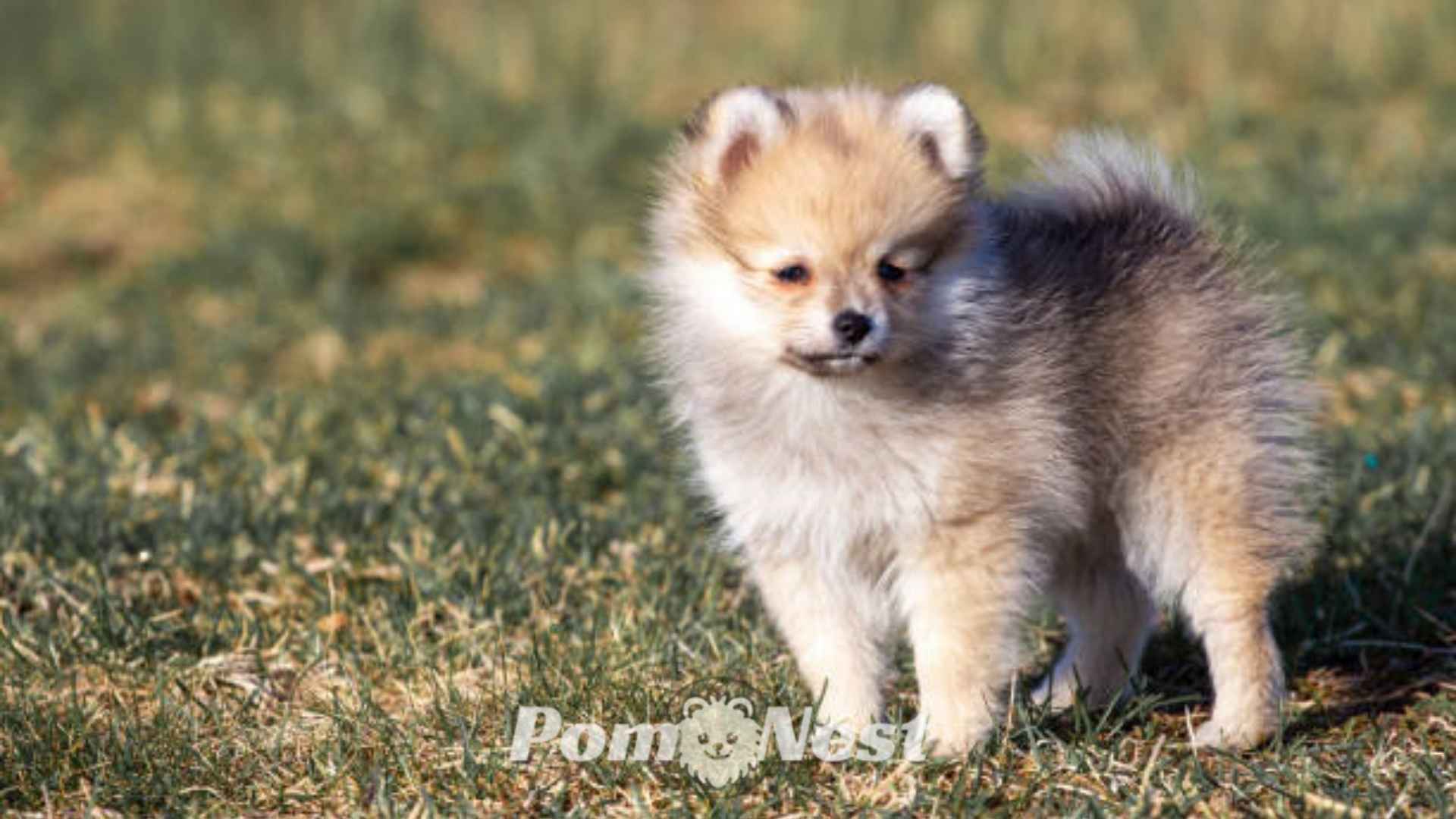 Blue merle pomeranian standing in the meadow.