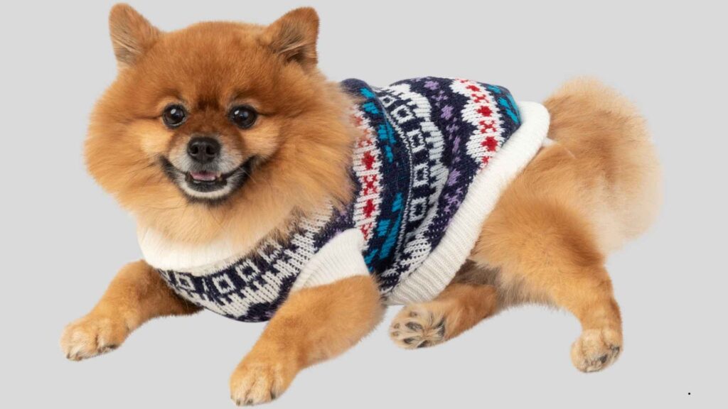 Do Pomeranians Need Clothes as puppies? Small Pom in soft puppy outfit.