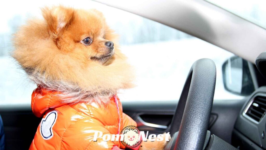 Do Pomeranians Need Clothes in winter? A fluffy Pom in a warm sweater.