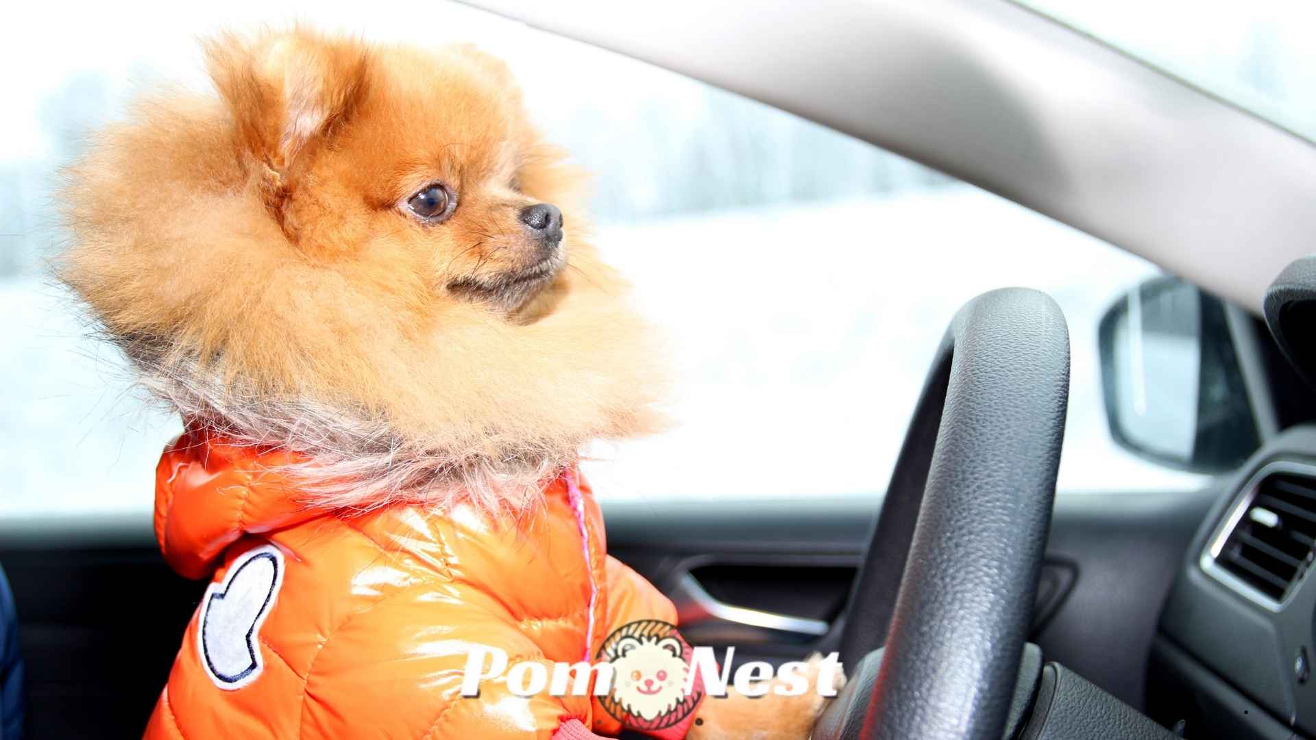 Do Pomeranians Need Clothes in winter? A fluffy Pom in a warm sweater.
