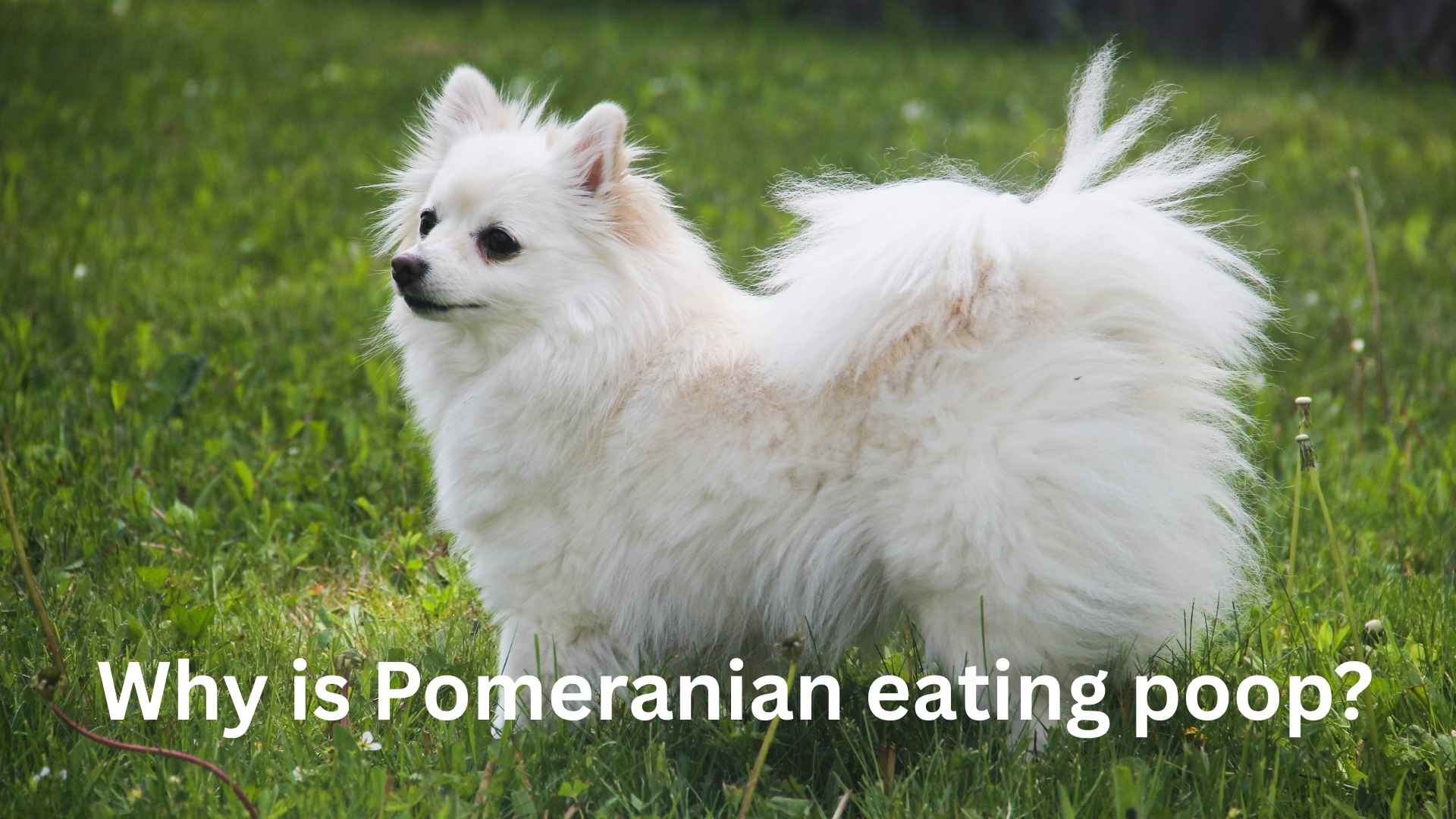 Training session to prevent a Pomeranian eating poop with positive reinforcement techniques.