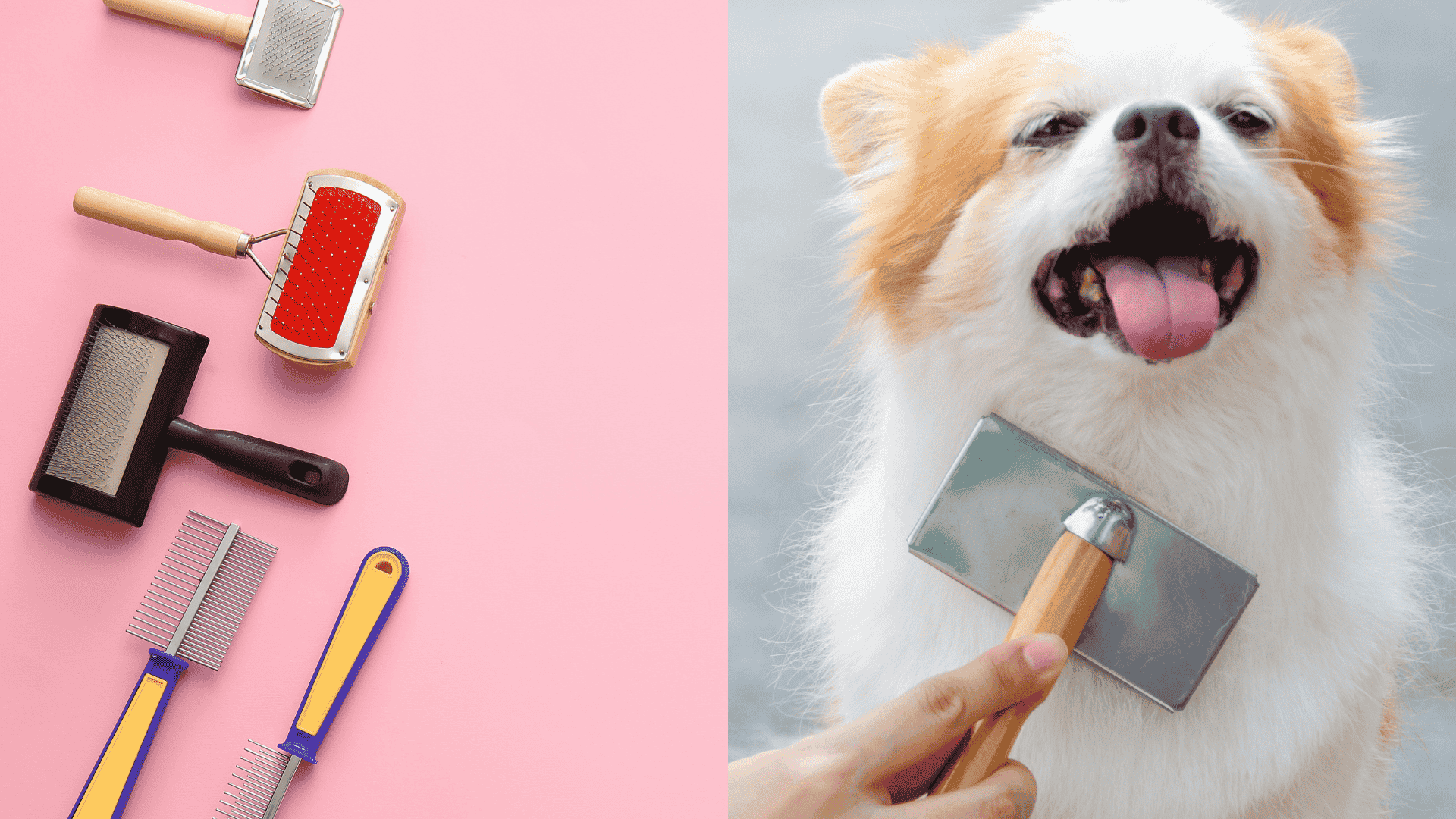 Best brush for a pomeranian dog.