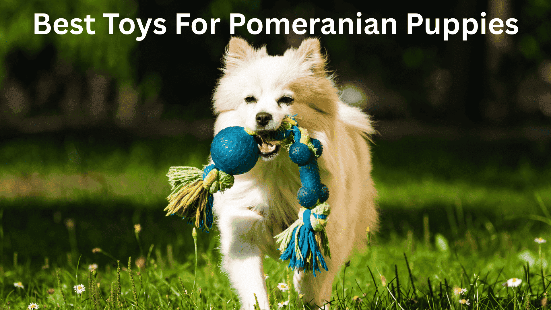 Pomeranian dog playing with the best toys for pomeranian puppies.