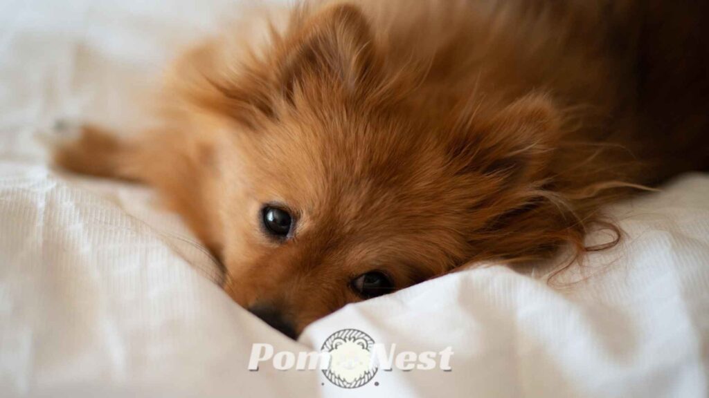 A fluffy Pomeranian curled up and resting soundly in a soft dog bed, highlighting the comfort offered by quality dog beds for Pomeranians.