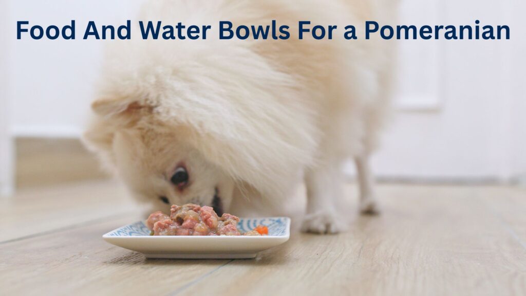 Pomeranian with food bowl eating food.