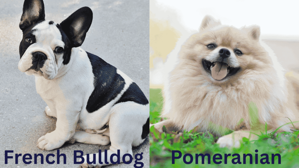 Parent breeds of French Bulldog and Pomeranian mix.