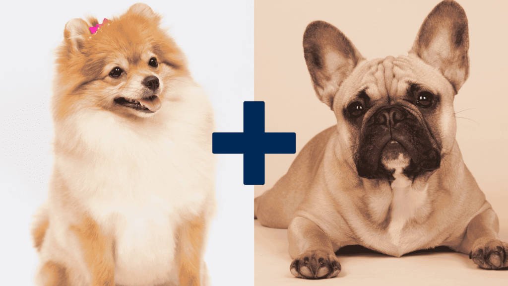 french bulldog and pomeranian mix.