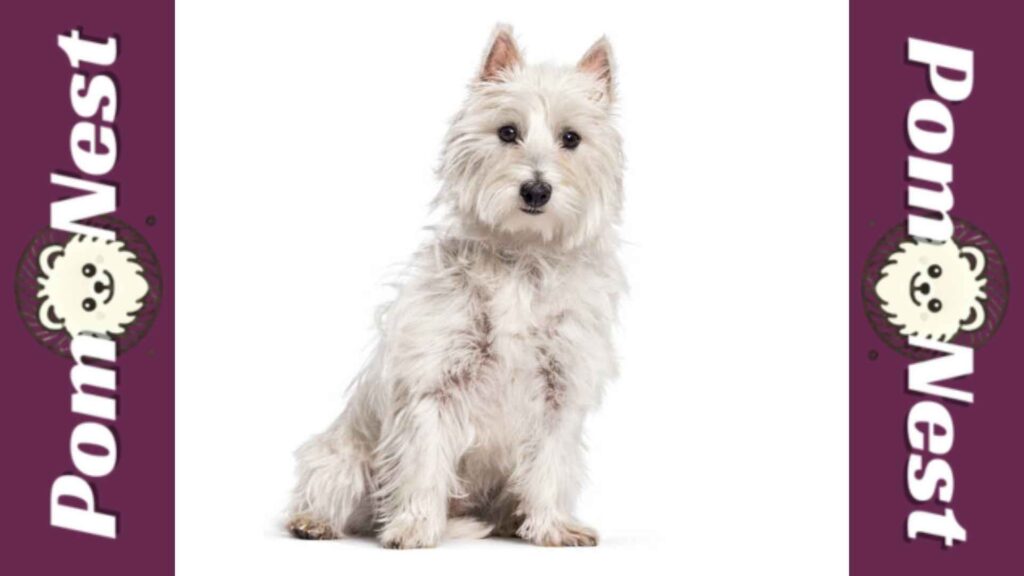 Full grown Yorkie Pomeranian mix breed.