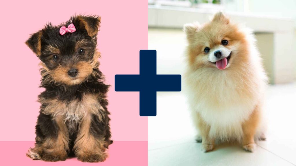 this image shows the cross of Full grown yorkie pomeranian mix