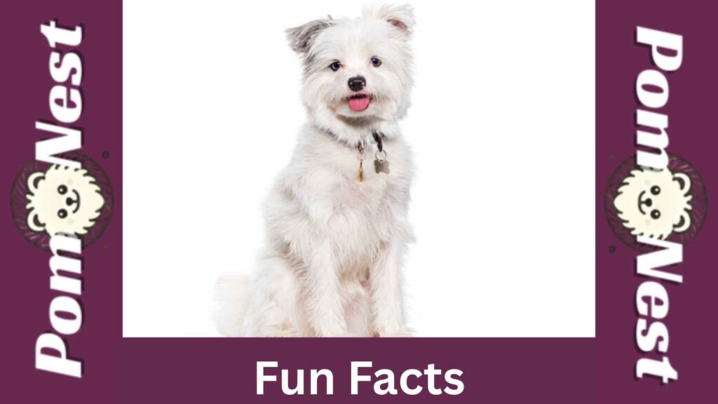 Full grown Yorkie Pomeranian mix breed.