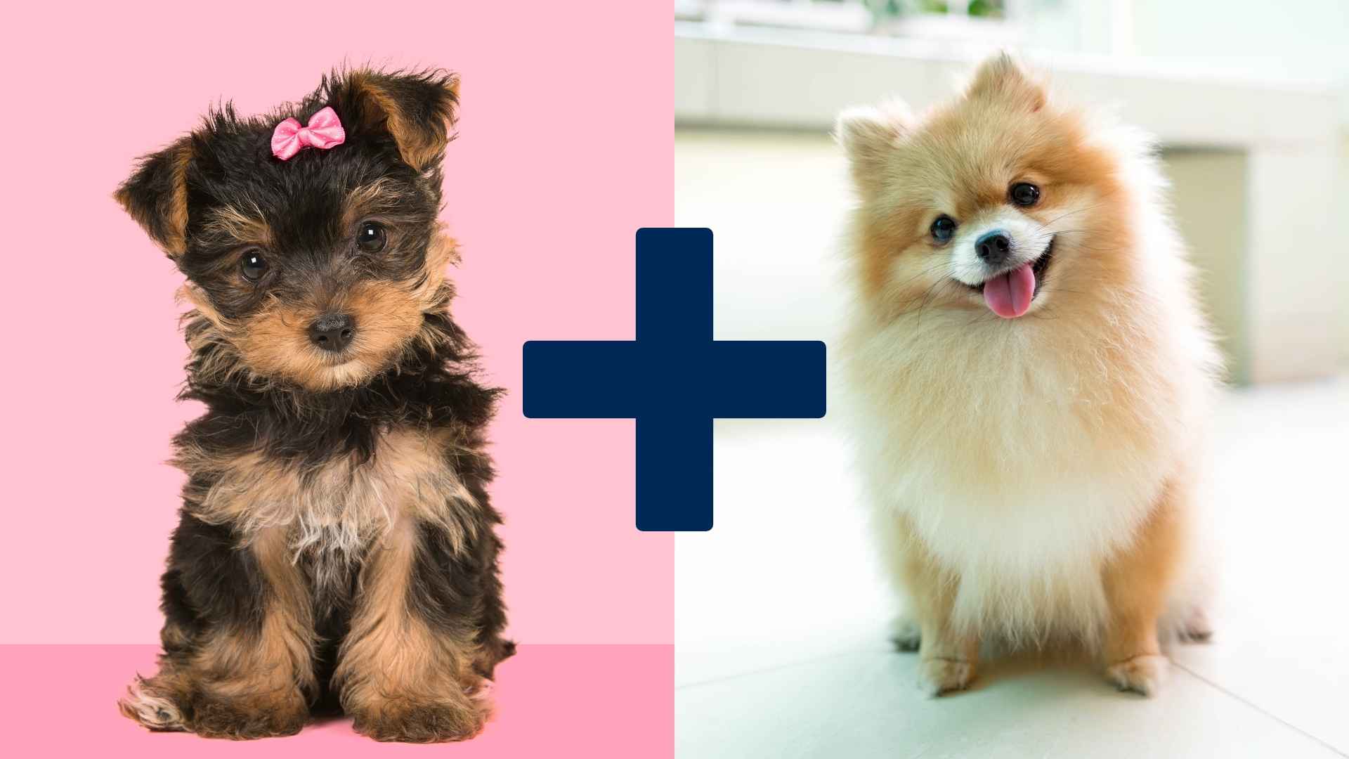 this image shows the cross of Full grown yorkie pomeranian mix