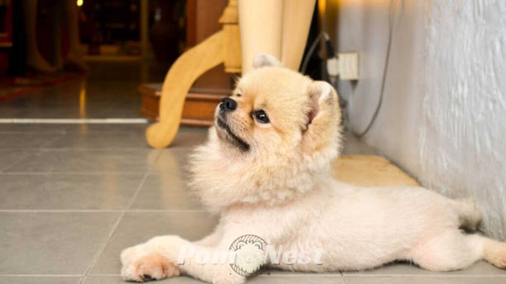 Lion cut on a pomeranian dog.
