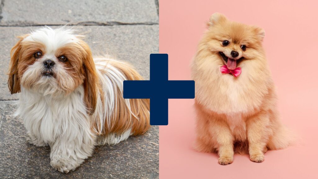 parent breeds of a pomeranian mixed with a shih tzu.