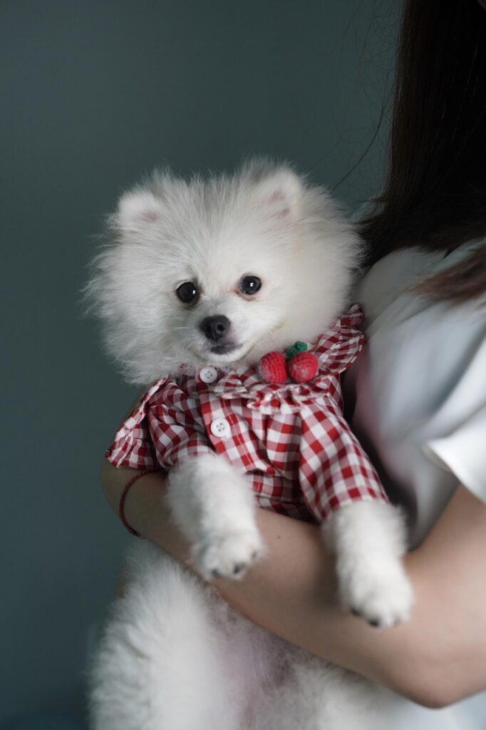 Do Pomeranians Need Clothes for summer walks? Cute Pom in a light shirt and the owner is holding it.