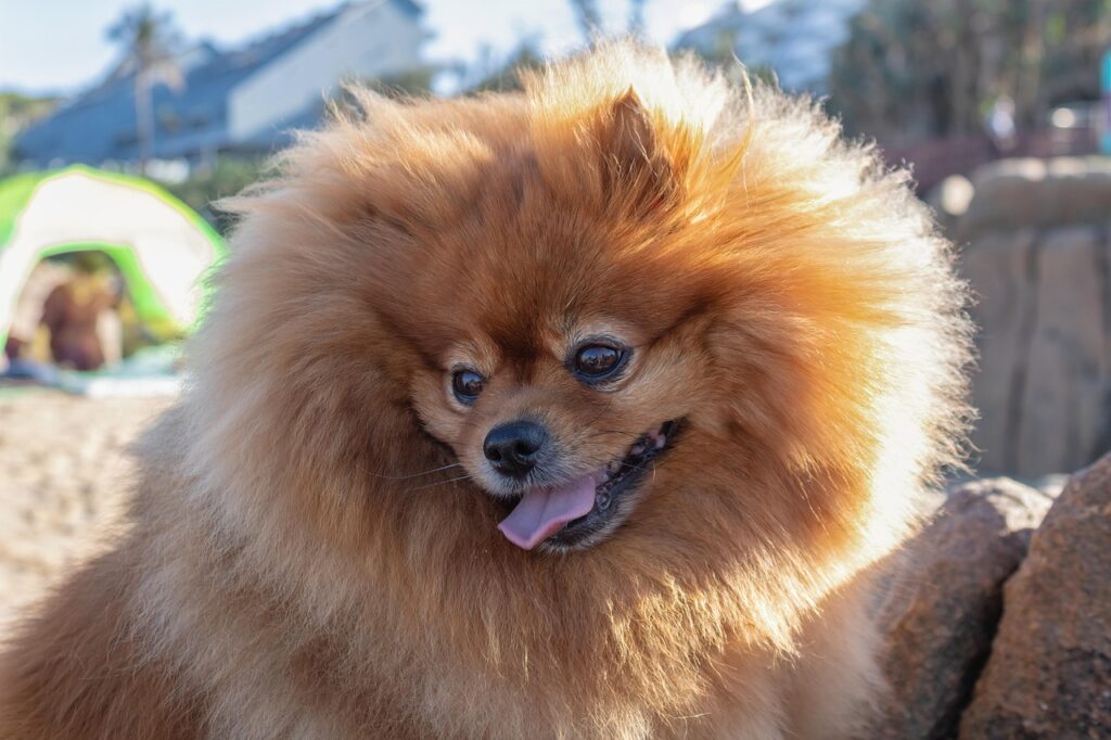 Pomeranian dog
