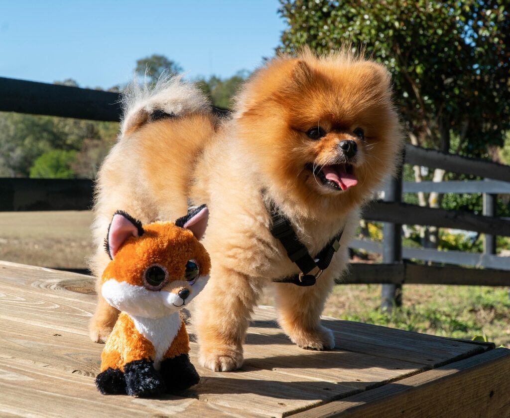 Pomeranian dog