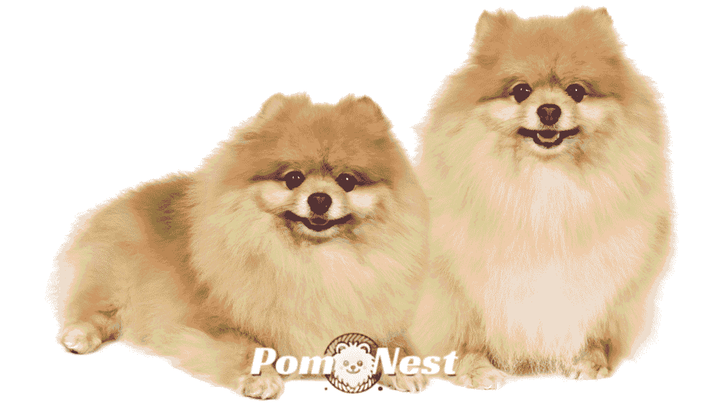 pomeranian dog with short hair.