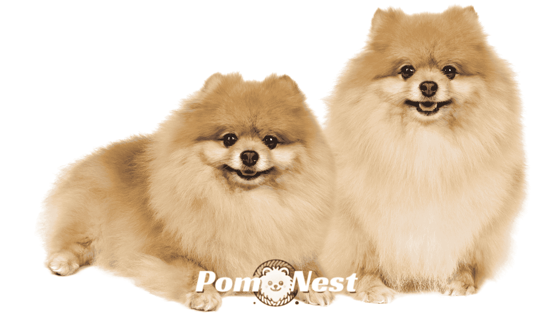 pomeranian dog with short hair.