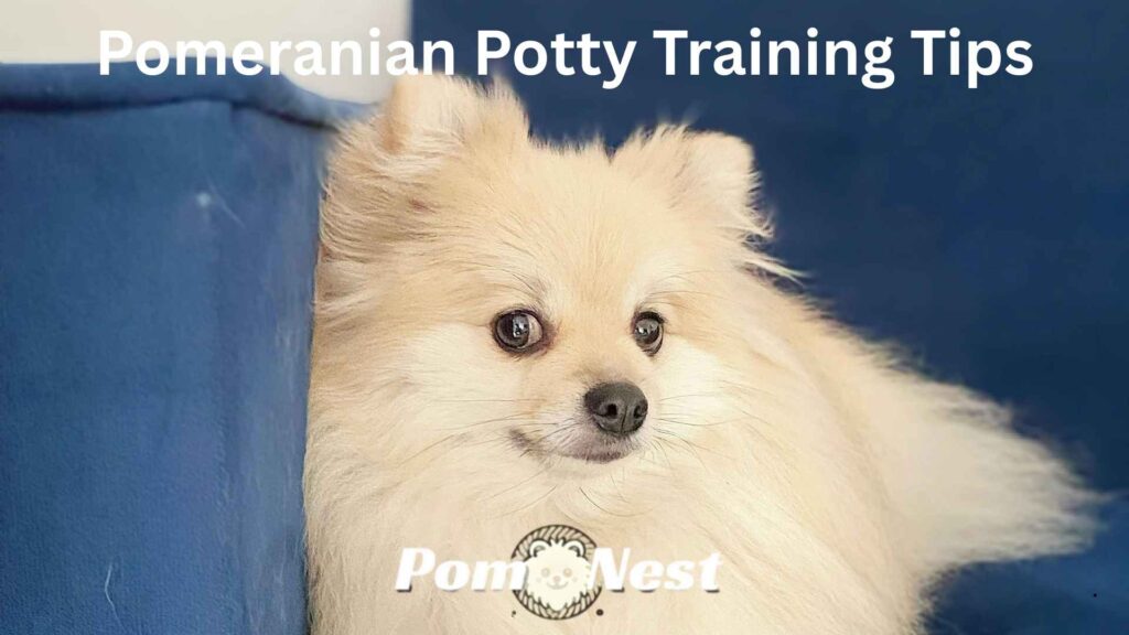 Happy Pomeranian after successful potty training session