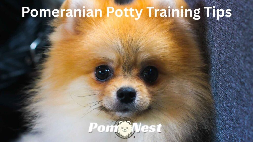 Small dog using indoor potty pad during Pomeranian potty training