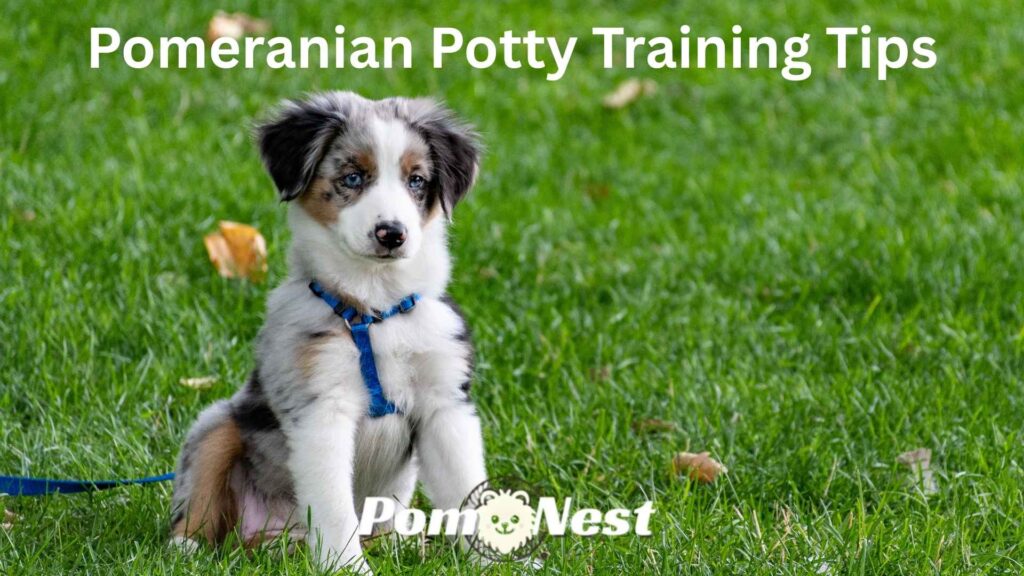 Owner guiding Pomeranian potty training with treats