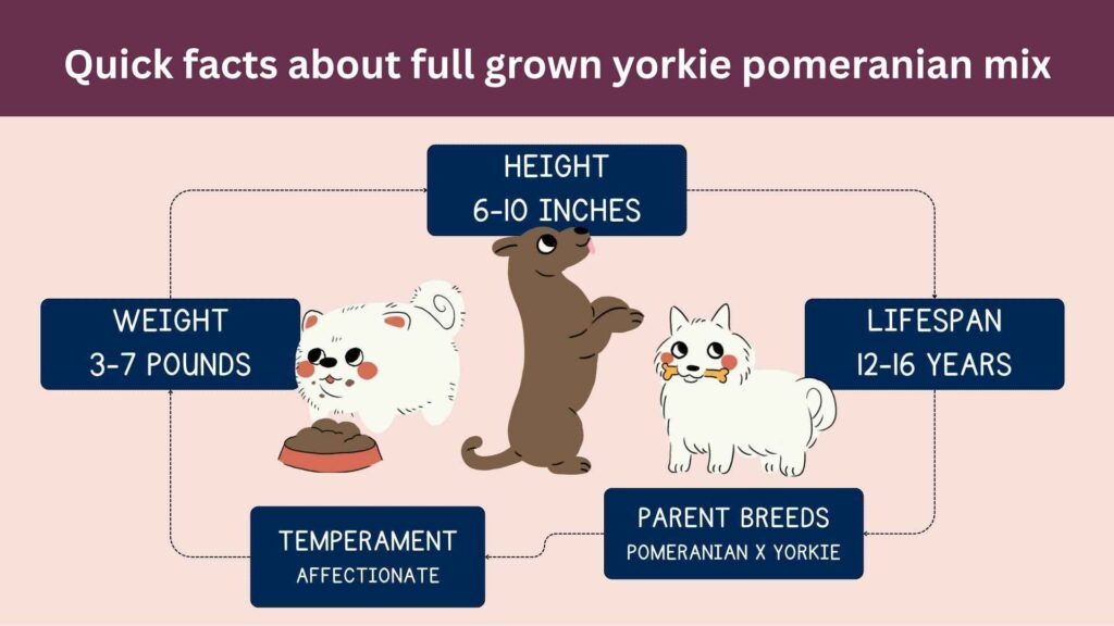 Quick facts about full grown yorkie pomeranian mix breed.