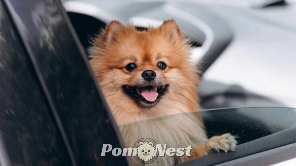 Pomeranian dog sitting on the car seat.