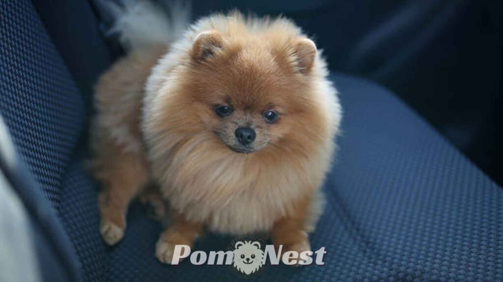Pomeranian dog sitting on the car seat.