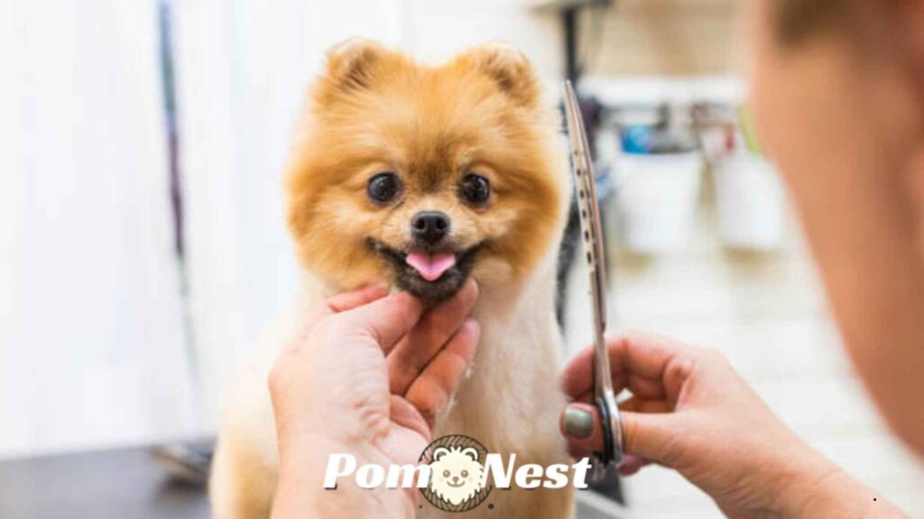 Pom owner showing how to trim a Pomeranian using thinning shears for a natural look.