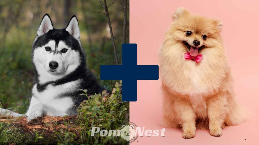A pomeranian mixed with siberian husky shown with its parent breeds side by side.