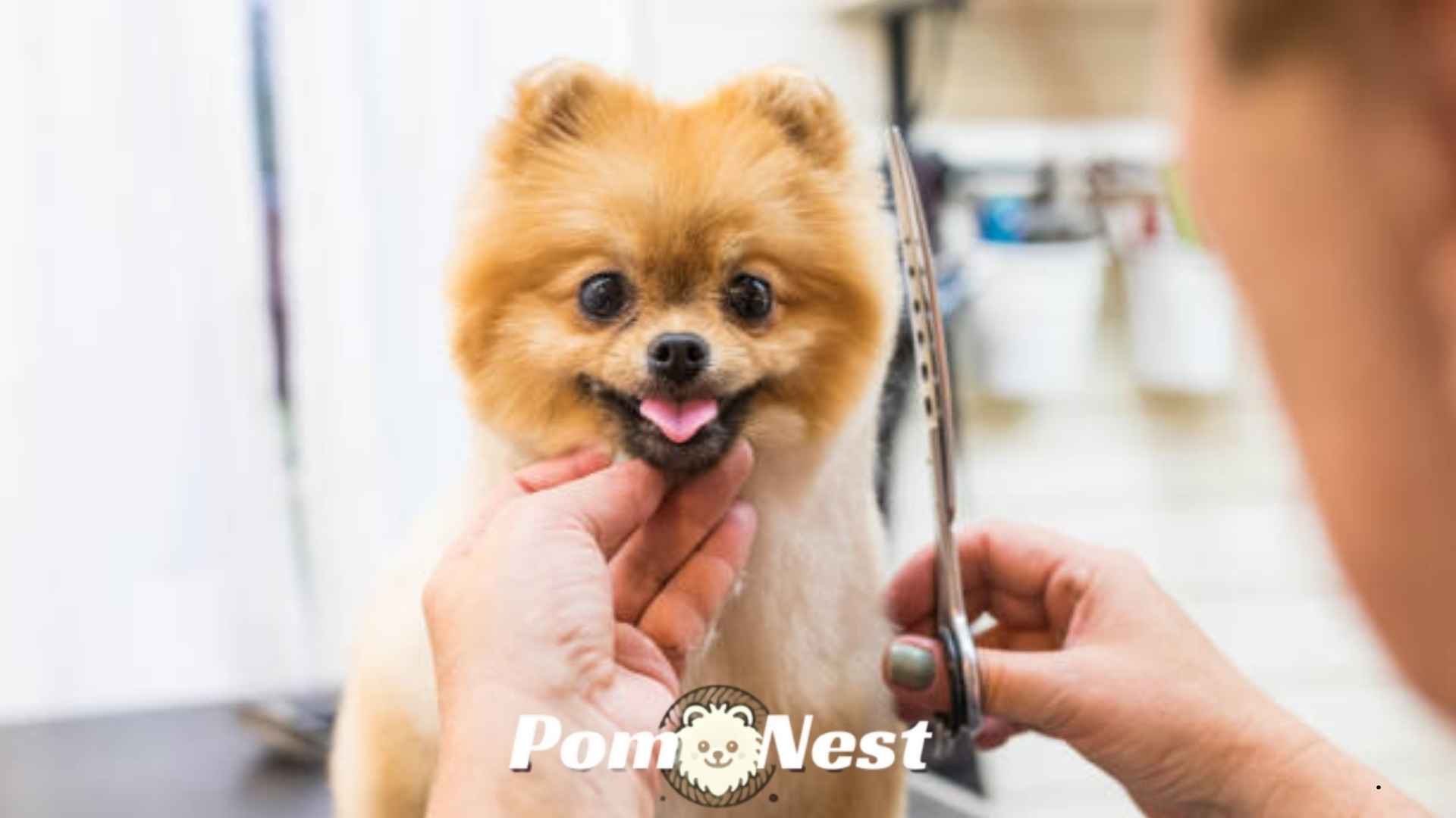 Pom owner showing how to trim a Pomeranian using thinning shears for a natural look.