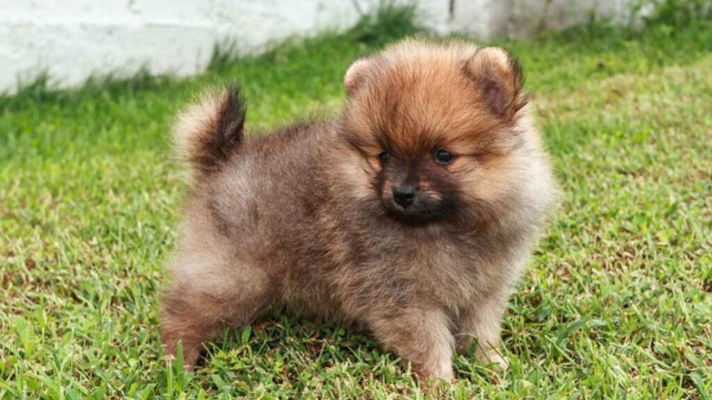 A Pomeranian standing alone, reflecting Pomeranian separation anxiety and the feeling of loneliness when left without its owner.