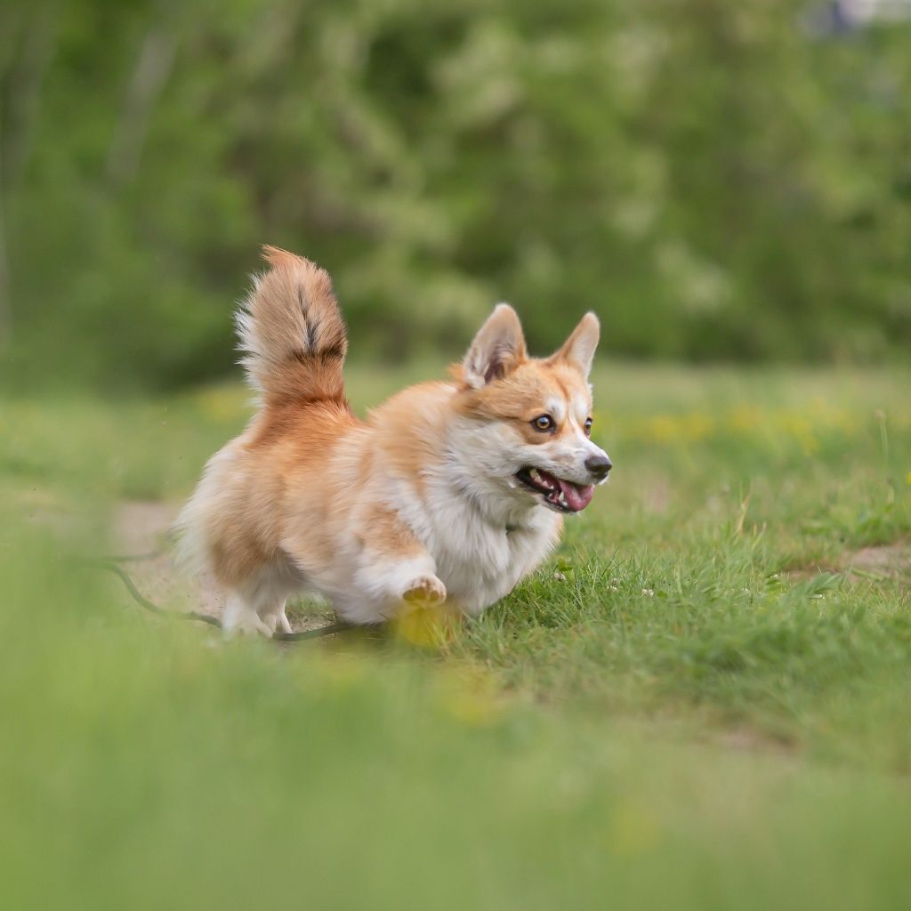 pomeranian dog running in aggression.