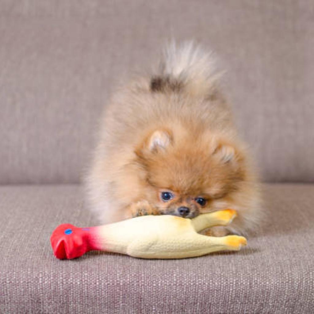 pomeranin in aggression.