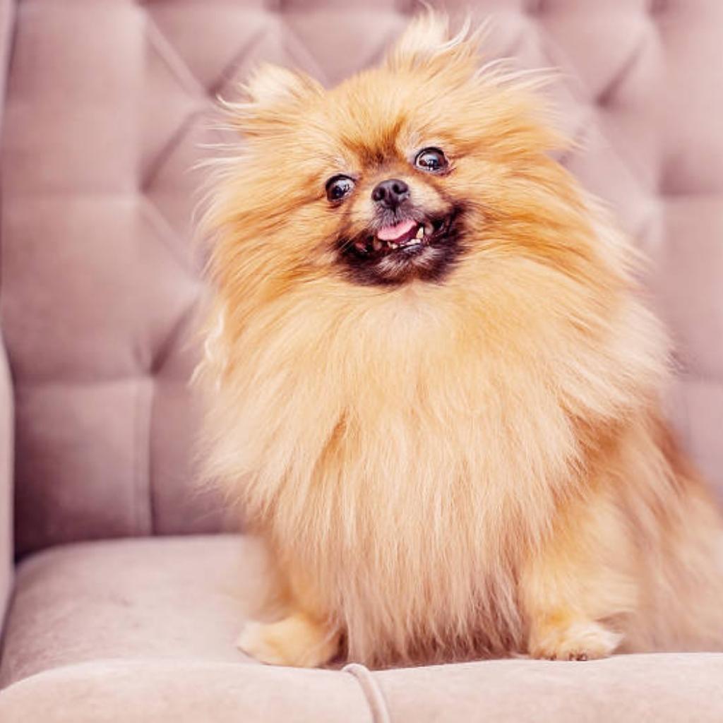 pomeranian showing aggression while sitting on a sofa.