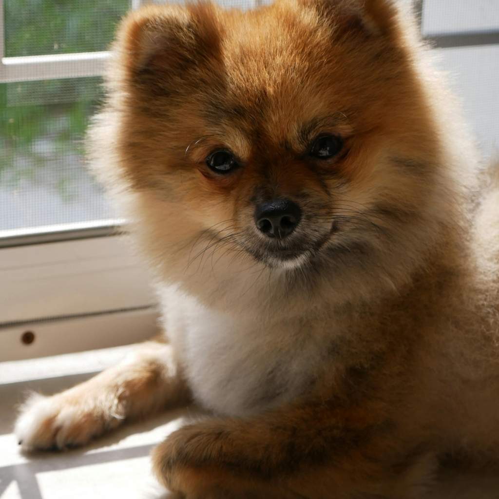 pomeranian dog gazing in aggression.