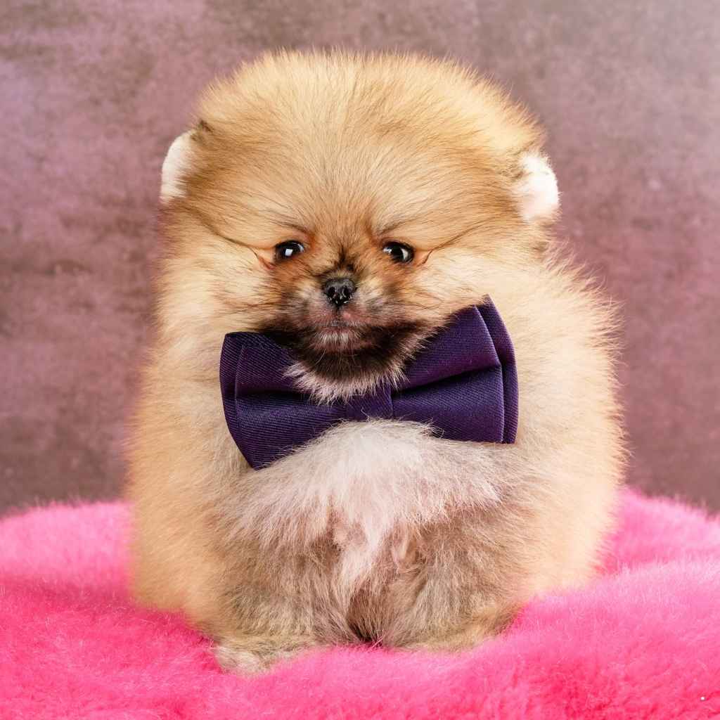 pomeranian dog in aggression.