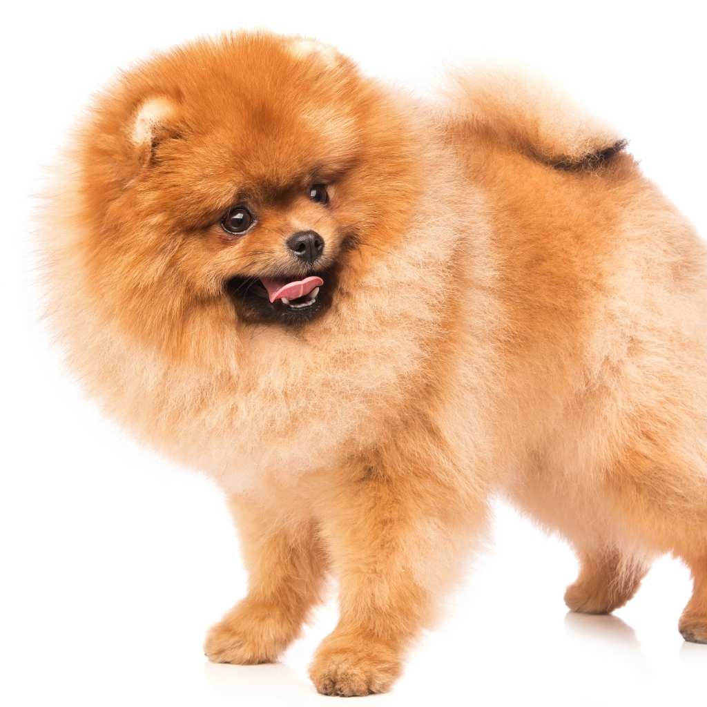 pomeranian growling in aggression.