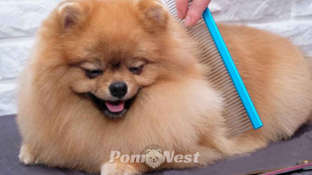 combing the hair of pomeranian.