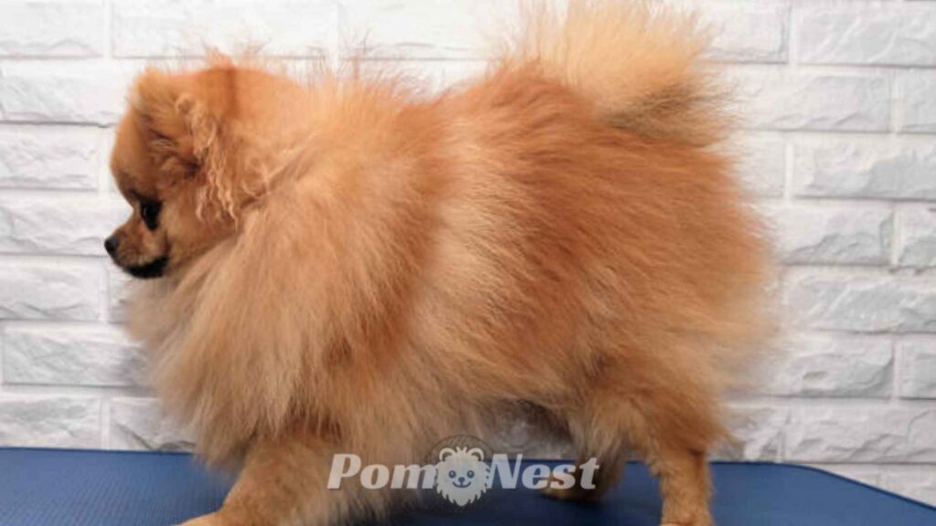 Pomeranian hair shedding image.