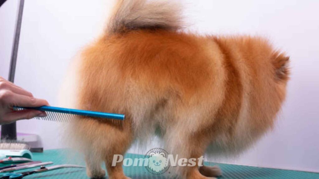 Combing the hair of pomeranian's back.