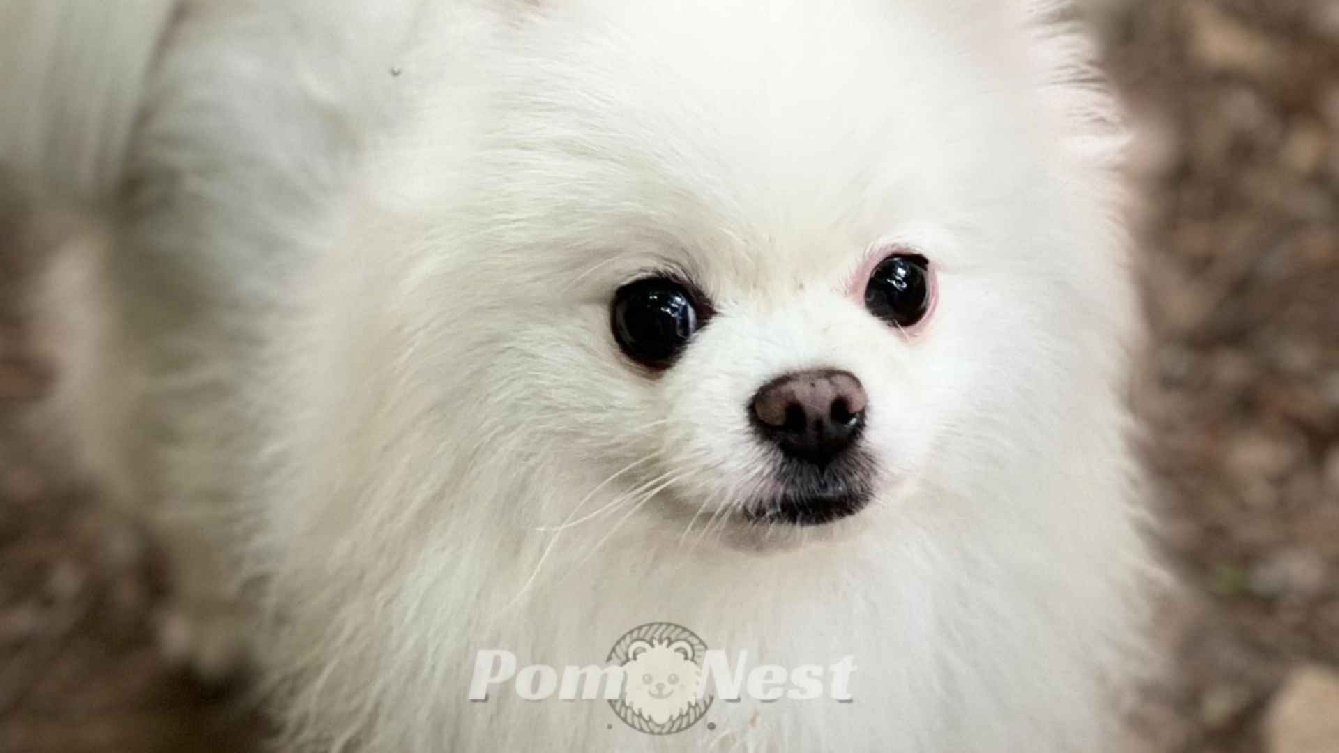 Pomeranian hair growth tips image.