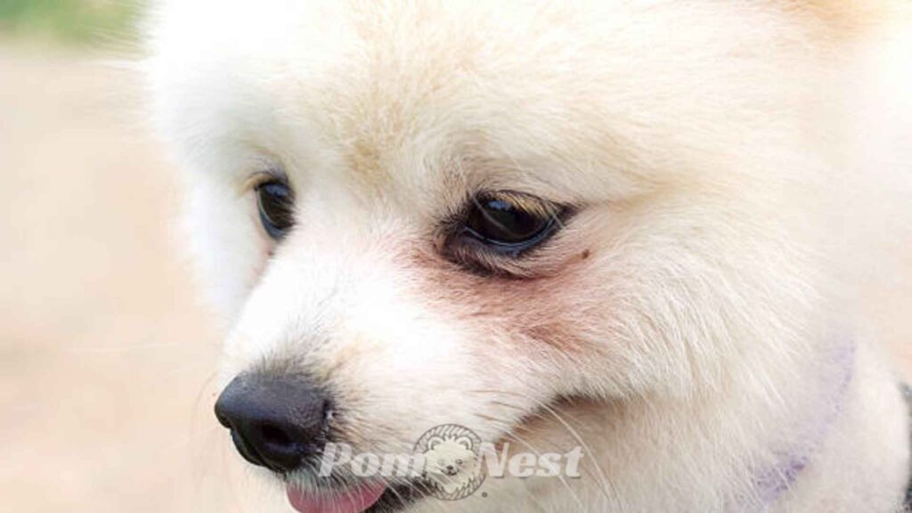 Pomeranian tear stains close full face image.