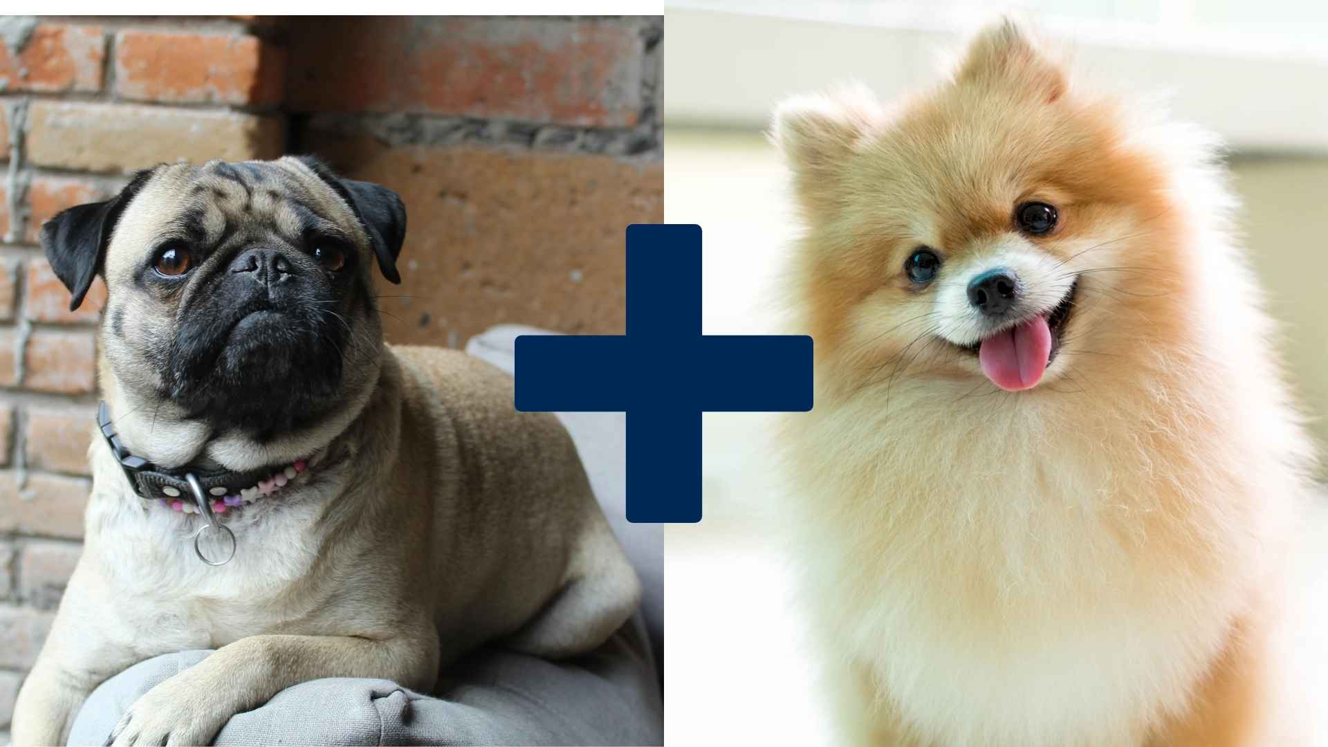 Pug and Pomeranian mix breed parents.