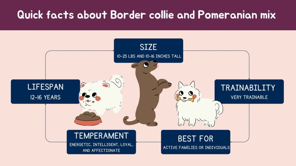 Quick facts about Border Collie and Pomeranian mix breed.